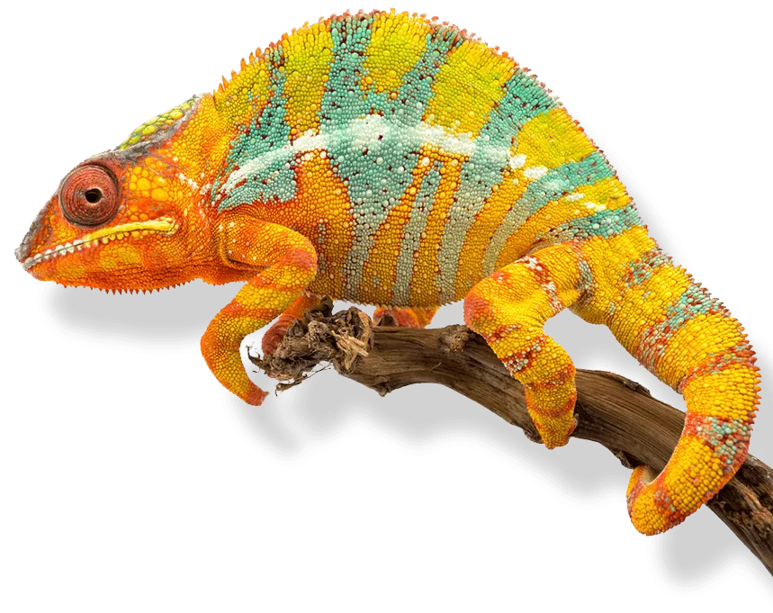 kameleon
